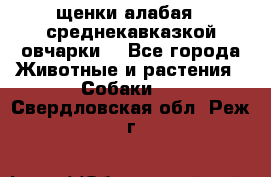 щенки алабая ( среднекавказкой овчарки) - Все города Животные и растения » Собаки   . Свердловская обл.,Реж г.